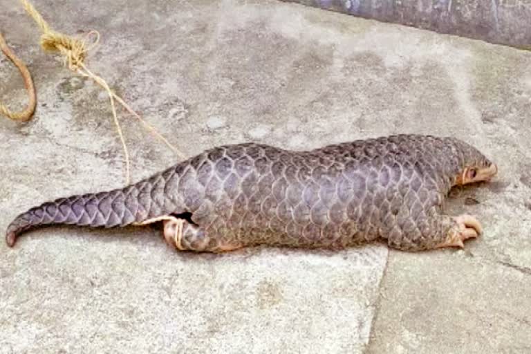 Rare species of pangolin found in Kishanganj