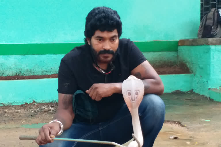 White cobra found in Shivamogga