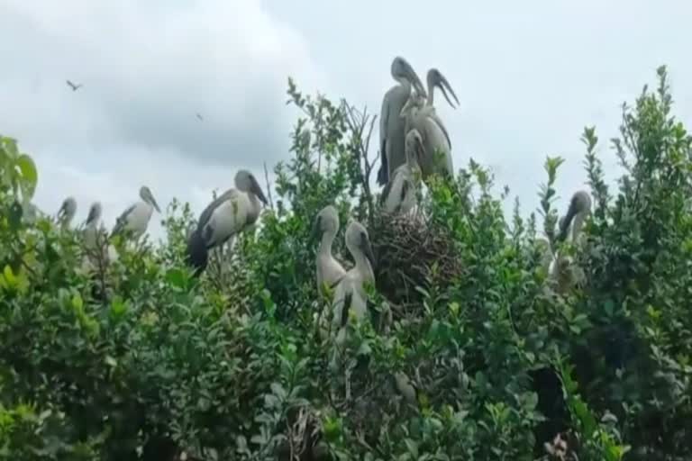 Raiganj Bird Sanctuary