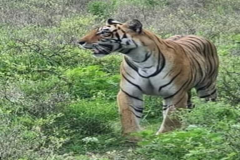 Tigress shifted from Ranthambore Tiger Reserve