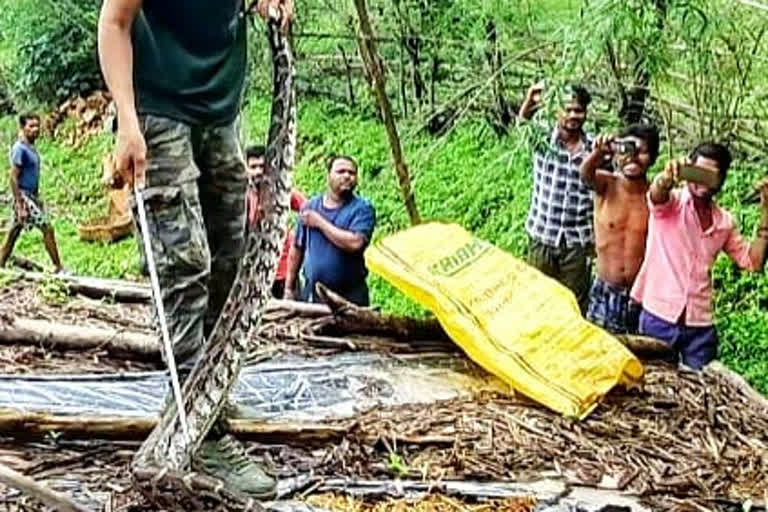 Python Snake rescued in Betul