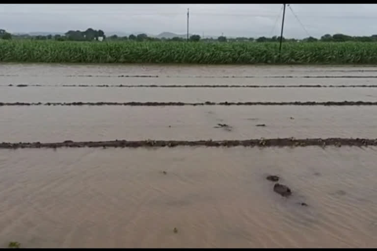 flood waters hit agricultural crops in godavari river area of nashik ​niphad taluka