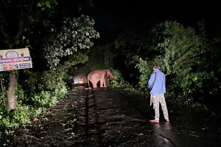 vehicles destroyed by tusker elephant maharashtra