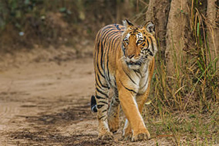 tiger attack in ramnagar