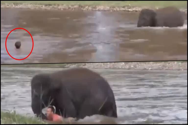 Elephant Rescuing a 'Drowning' Man