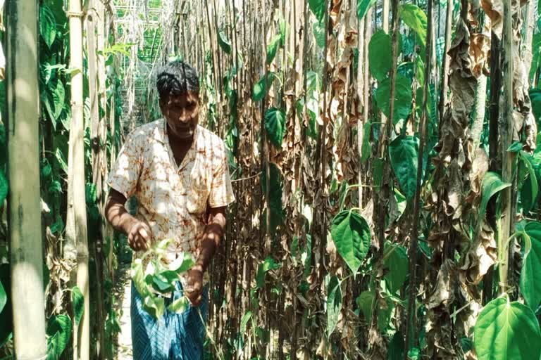 Malda Betel Cultivation news