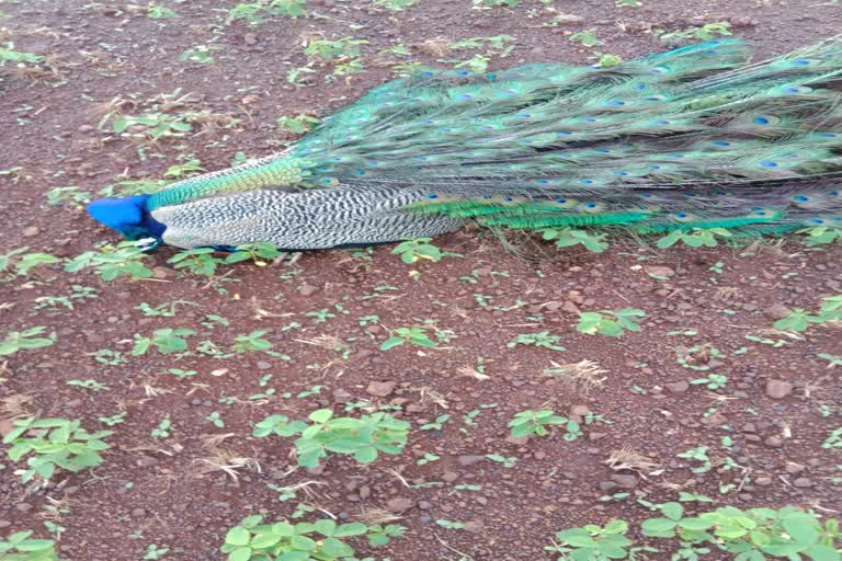 Peacock hunt in Bhopal