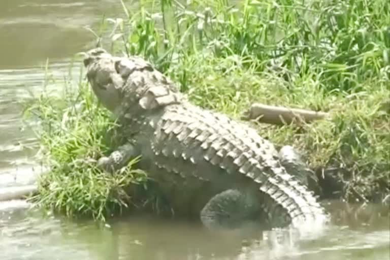 World Crocodile Day