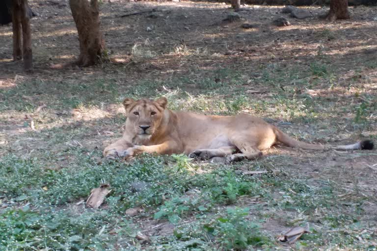 In this area there is terror of lions, attacks on people