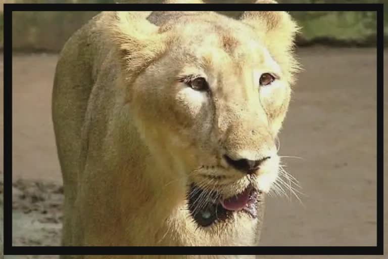 Lioness Attack in Jaffrabad : સિંહણે ત્રણ લોકોને કર્યા લોહીલુહાણ