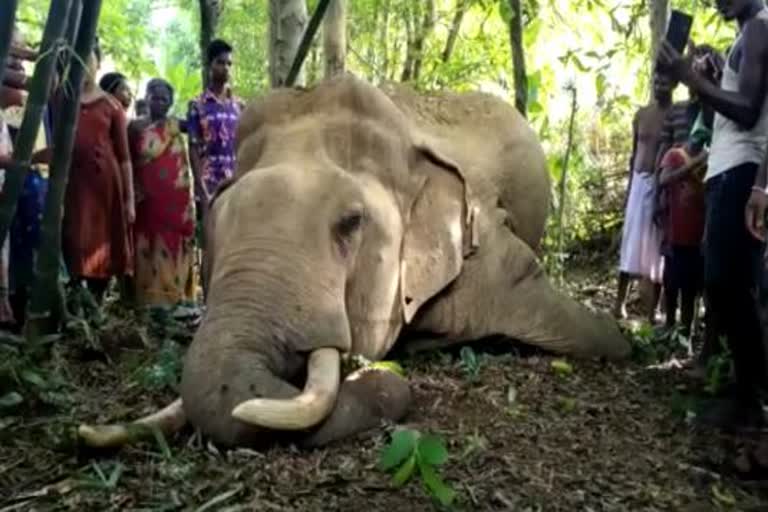 elephant death in nilagiri