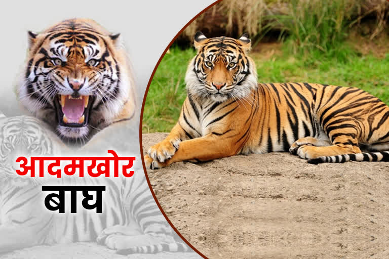 uttarakhand tiger news