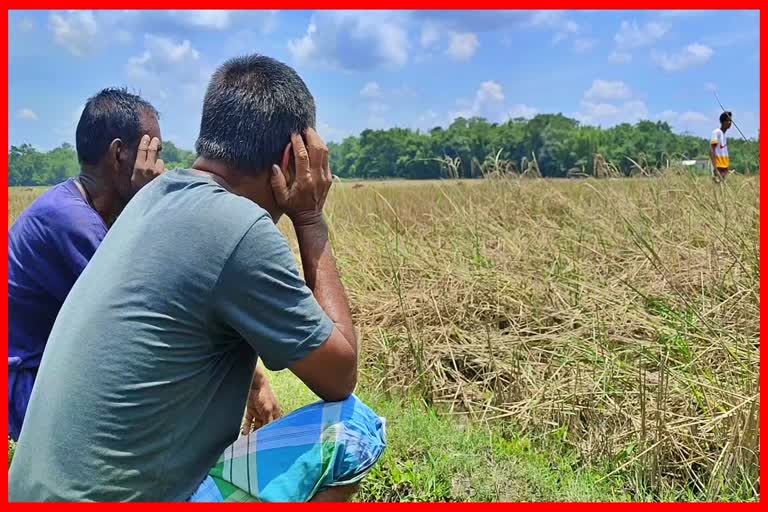 Floods destroy crops at Rangia