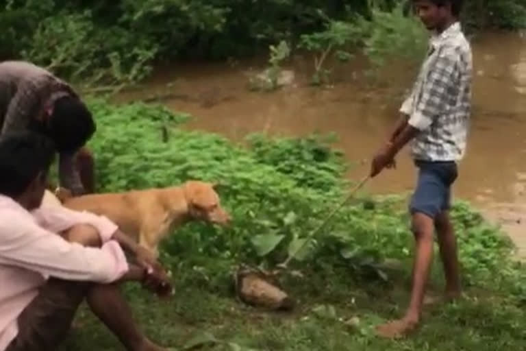 Dog And Threw It Into The Water Was Arrested