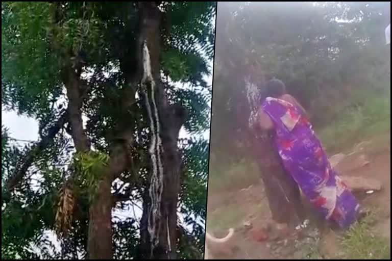 white liquid comes out of Neem tree