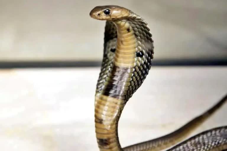 Teenager bitten by snake thrice