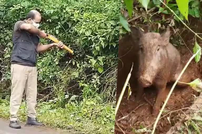 കാട്ടുപന്നിയെ വെടിവച്ചു കൊന്നു  വയനാട് കാട്ടുപന്നിയെ വെടിവച്ച് കൊന്നു  പുല്‍പ്പള്ളി ഓവുചാലില്‍ കാട്ടുപന്നി കുടുങ്ങി  ഓവുചാലില്‍ കുടുങ്ങിയ കാട്ടുപന്നിയെ വെടിവച്ചു കൊന്നു  wild boar shot dead in wayanad  wild boar shot dead by forest officials  wild boar stuck in drainage shot dead  wayanad wild boar latest  forest officials kill wild boar  വയനാട് കാട്ടുപന്നി പുതിയ വാർത്ത