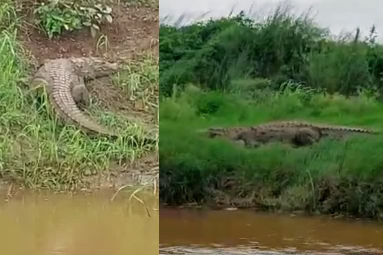 Crocodile In Krishna