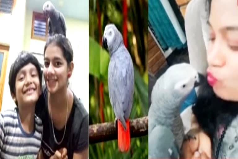 Parrot Missing