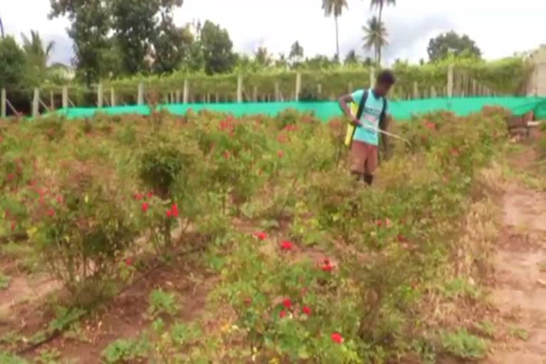 Pest infestation of grown crop for Cloudy weather in Chikkaballapur