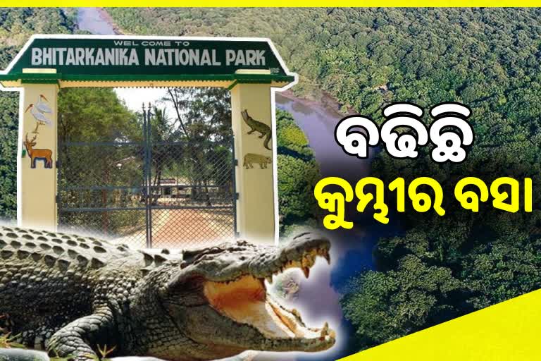 କୁମ୍ଭୀର ବସା ଚିହ୍ନଟ ପ୍ରକ୍ରିୟା ଶେଷ, ଗତବର୍ଷ ତୁଳନାରେ ବଢିଛି ୩୮ଟି ବସା