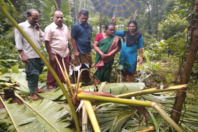 wild elephant attack  wild elephant destroy crops at calicut  kozhikode wild elephant  elephant attack  kozhikode local news  കാട്ടാന ഭീതിയിൽ മേലെ പൊന്നാങ്കയം നിവാസികൾ  കാട്ടാന ആക്രമണത്തിൽ പൊറുതിമുട്ടി  കാട്ടാന ശല്യം  കാട്ടാന വ്യാപകമായി കൃഷിനാശിപ്പിച്ചു  കോഴിക്കോട് കാട്ടാന ആക്രമണം