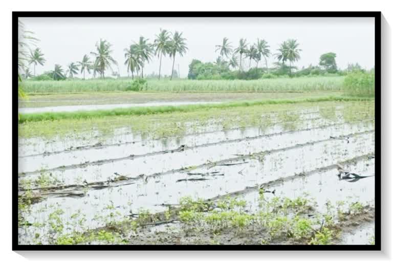 અતિભારે વરસાદે ખેડૂતોને રડાવ્યા, મોટા ભાગનો પાક થયો નષ્ટ