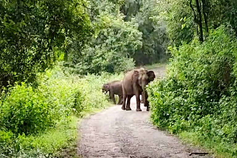 அரசு பேருந்தை வழிமறித்த யானைக்கூட்டம் - வைரலாகும் வீடியோ....