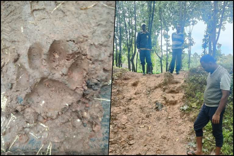 Tiger footprints found