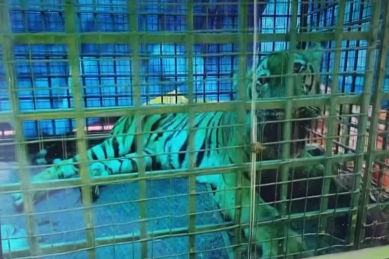 tiger is in the cage in Wayanad  സുൽത്താൻ ബത്തേരിയിൽ ഇറങ്ങിയ കടുവ കൂട്ടിലായി  സുൽത്താൻ ബത്തേരി വാകേരിയിൽ കടുവ വനംവകുപ്പിന്‍റെ കൂട്ടിൽ അകപ്പെട്ടു  വാകേരി ഏദൻവാലി എസ്റ്റേറ്റിൽ ഭീതിപരത്തിയ കടുവ പിടിയിൽ  കടുവയെ കൂട്ടിലാക്കി വനം വകുപ്പ്