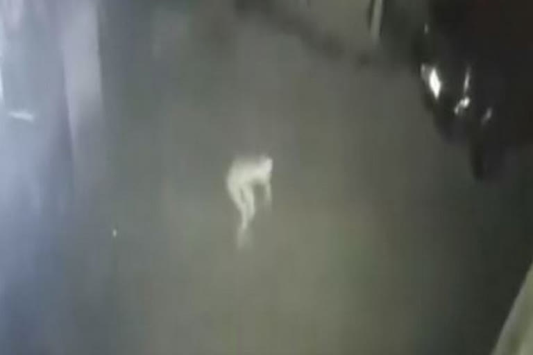 A Viral Video Claims Alien Caught on Camera near Kentucky