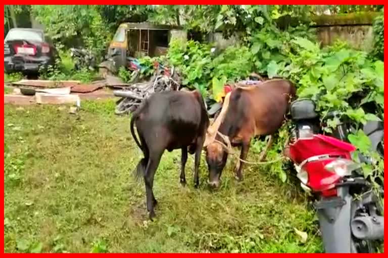 Cattle smuggler arrested by Kokrajhar police