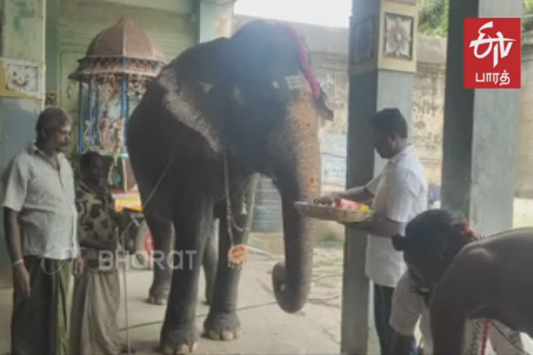 மாயூரநாதர் கோயில் யானை ’அபயாம்பிகை’க்கு சங்கிலியுடன் கூடிய புதிய பெயர் பலகை!!