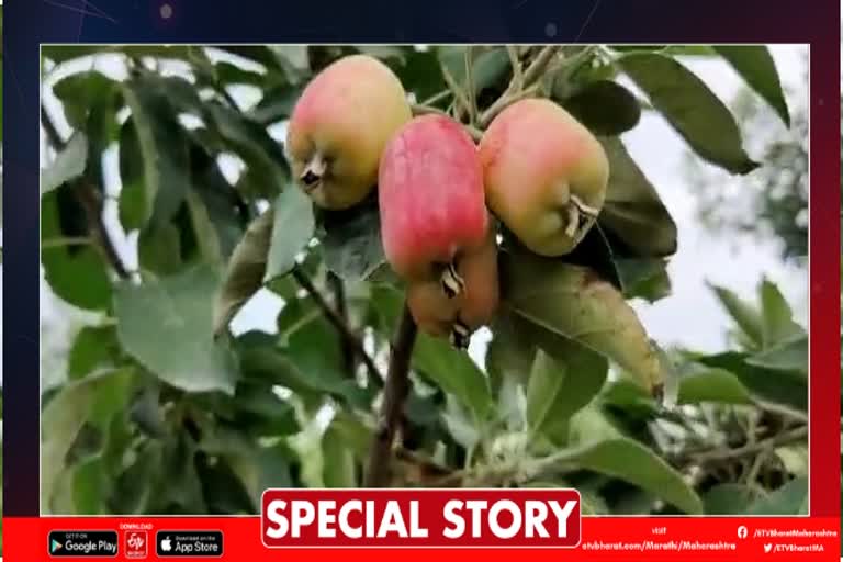 Apple farming