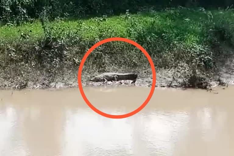 Crocodile seen in the drain panic among villagers