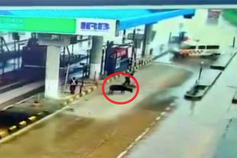 Did a stray animal cause the horrific Karnataka ambulance crash?