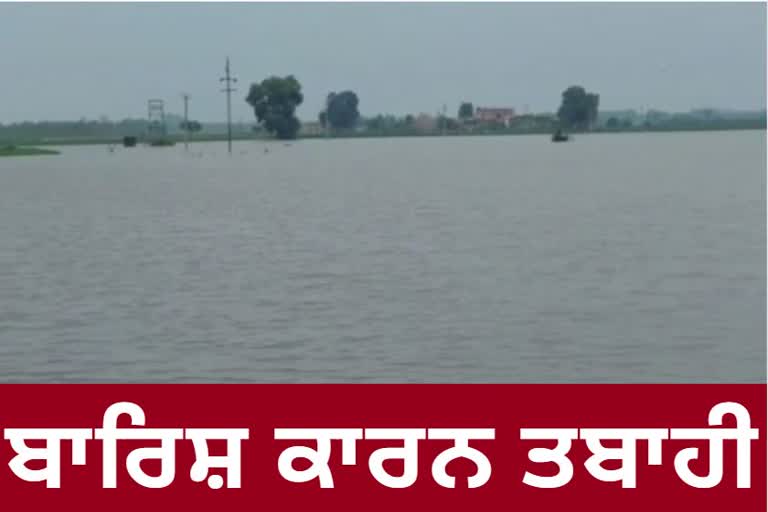 crop destroyed by heavy rain Jalandhar