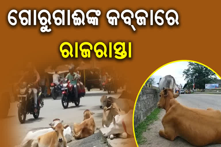 cows problem in sambalpur