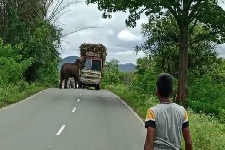Video:லாரியை மறித்து கரும்புத்துண்டுகளை கைப்பற்றிய காட்டு யானை