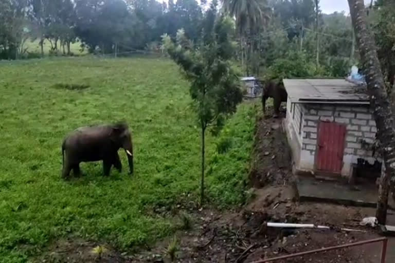 Video: ஊருக்குள் புகுந்த காட்டு யானைகள்!