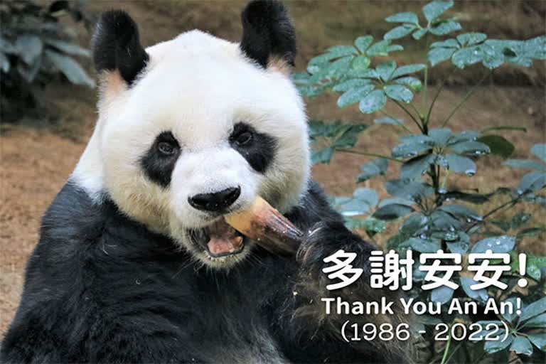 Love pours in from around world after oldest male giant panda dies  Paulo Pong  China Conservation and Research Centre  Sichuan province  ವಿಶ್ವದ ಹಳೆಯ ಮತ್ತು ದೊಡ್ಡ ಪಾಂಡಾ ಇನ್ನಿಲ್ಲ  ಪಾಲೊ ಪಾಂಗ್  ಚೀನಾ ಸಂರಕ್ಷಣೆ ಮತ್ತು ಸಂಶೋಧನಾ ಕೇಂದ್ರ  ಸಿಚುವಾನ್ ಪ್ರಾಂತ್ಯ