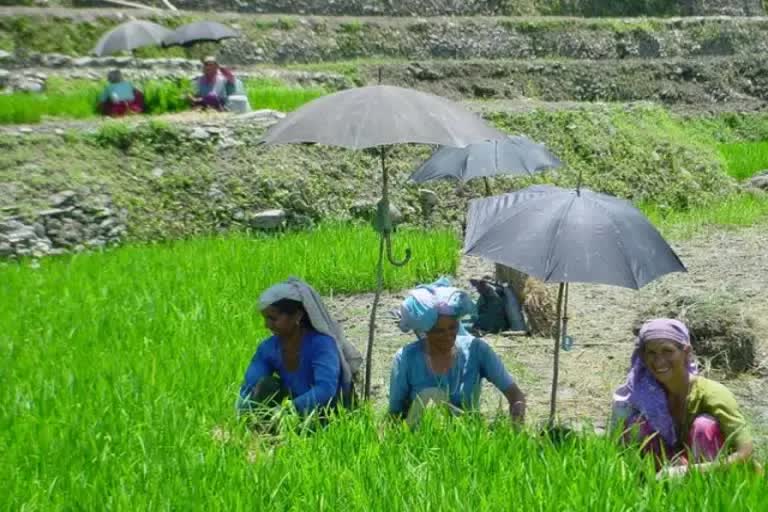 drought-crisis-increased-due-to-less-rain-in-jharkhand