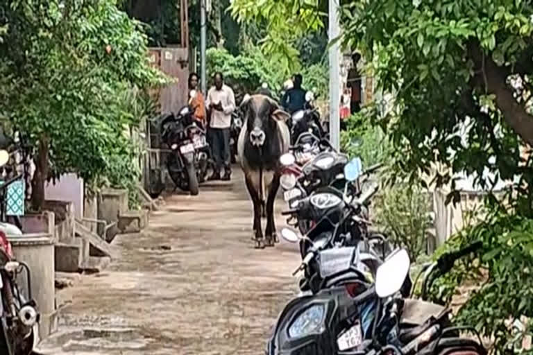 tadipeddu hulchal at tuni in Kakinada