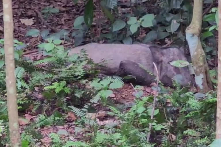 wild boar attack Neyyattinkara Thiruvananthapuram  നെയ്യാറ്റിൻകരയിൽ കാട്ടുപന്നി ആക്രമണം  നെയ്യാറ്റിൻകര മണലിയിൽ കാട്ടുപന്നി ആക്രമണത്തിൽ മൂന്ന് പേർക്ക് പരിക്ക്  ടാപ്പിംഗ് ജോലിക്കിടയിൽ കാട്ടുപന്നി ആക്രമിച്ച് മൂന്ന് പേർക്ക് പരിക്ക്  അച്ഛനും മകനും ഉൾപ്പെടെ മൂന്ന് പേരെ ആക്രമിച്ച് കാട്ടുപന്നി  wild boar  wild boar attack  Thiruvananthapuram  തിരുവനന്തപുരം  നെയ്യാറ്റിൻകര