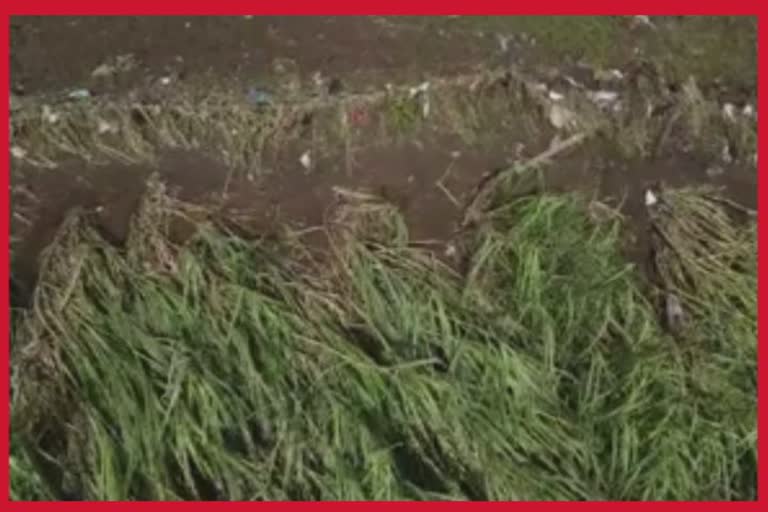 Rain in Navsari : ભારે વરસાદના કારણે ખેડૂતોએ માથે હાથ દેવાનો આવ્યો વારો