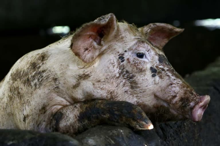 ஆப்பிரிக்க பன்றிக் காய்ச்சல்: உ.பி.யை தொடர்ந்து கேரளாவிலும் பரவல்
