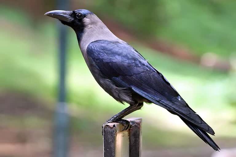 Narmadapuram Angry Crow