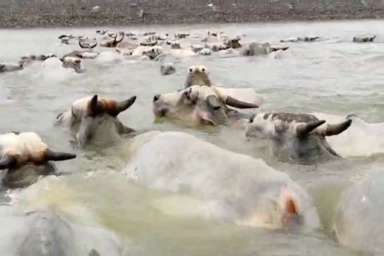 റിസർവോയറിലേക്ക് എടുത്ത് ചാടി 500ഓളം പശുക്കൾ  Cows jumping into the reservoir in Andhra Pradesh  വെലുഗോഡു റിസർവോയറിലേക്ക് ചാടി പശുക്കൂട്ടം  Velugodu reservoir  cows jumped into the reservoir after being chased by wild boars