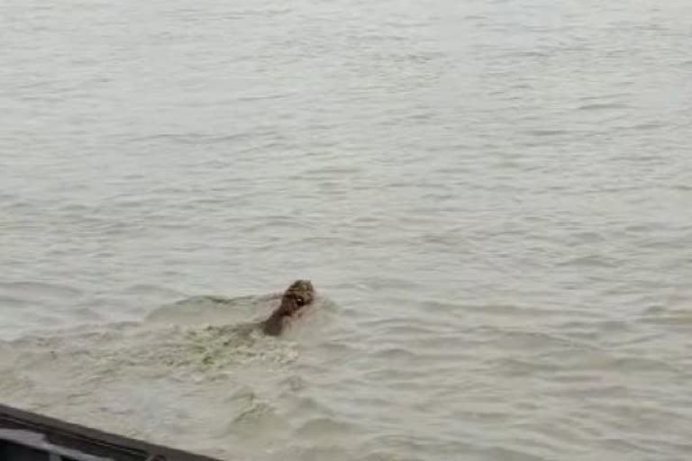 RESCUED OF TIGER TRAPPED IN GHAGHARA RIVER IN LAKHIMPUR KHERI DUDHWA TIGER RESERVE