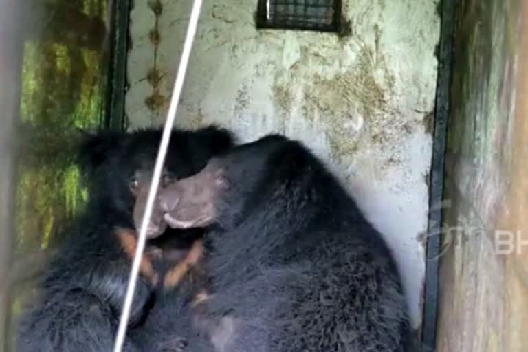 வனத்துறையினரின் வலையில் சிக்கிய இரண்டு கரடிகள்!